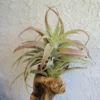 Tillandsia Hondurensis Air Plant 4-5" Unique Color