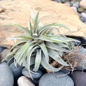 Tillandsia Hondurensis Air Plant 4-5" Unique Color