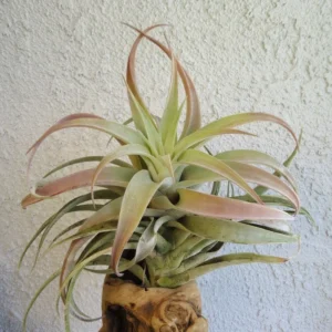 Tillandsia Hondurensis Air Plant 4-5