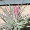 Tillandsia Houston Cotton Candy Air Plant 4-6 Inch USA Grown