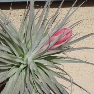 Tillandsia Houston Cotton Candy Air Plant 4-6 Inch USA Grown