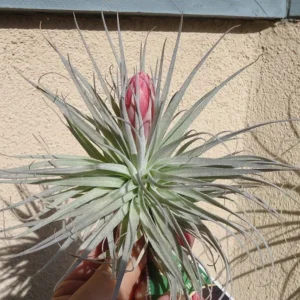Tillandsia Houston Cotton Candy Air Plant 4-6 Inch USA Grown