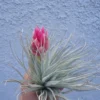 Tillandsia Houston cv Cherry Princess Air Plant 4-6 Inch