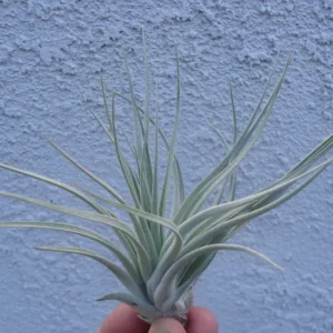 Tillandsia Houston cv Cherry Princess Air Plant 4-6 Inch