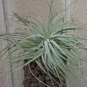 Tillandsia Houston cv Cherry Princess Air Plant 4-6 Inch