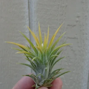 Tillandsia Ionantha Albino Air Plant 2 inch Yellow White Flowers