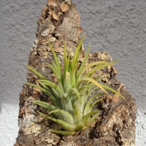Tillandsia Ionantha Albino Air Plant 2 inch Yellow White Flowers