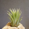 Tillandsia Ionantha Albo-Marginata Rare Air Plant Succulent 1-2 inch