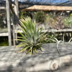 Tillandsia Ionantha Albo-Marginata Rare Air Plant Succulent 1-2 inch