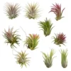 Tillandsia Ionantha Assorted Color Changing Air Plants 10 Pack Free Shipping