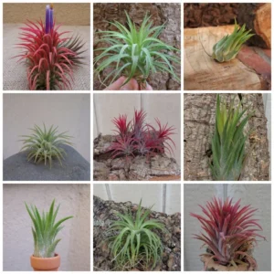 Tillandsia Ionantha Assorted Color Changing Air Plants 10 Pack Free Shipping