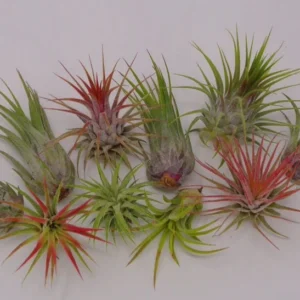 Tillandsia Ionantha Assorted Color Changing Air Plants 10 Pack Free Shipping