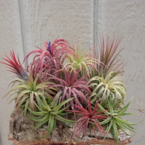 Tillandsia Ionantha Assorted Color Changing Air Plants 10 Pack Free Shipping