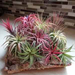 Tillandsia Ionantha Assorted Color Changing Air Plants 10 Pack Free Shipping