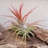 Tillandsia Ionantha Fuego Air Plant 1-2 inch - Blushing Red