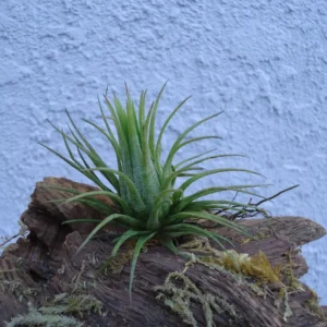 Tillandsia Ionantha Fuego Air Plant 1-2 inch - Blushing Red