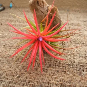 Tillandsia Ionantha Fuego Air Plant 1-2 inch - Blushing Red