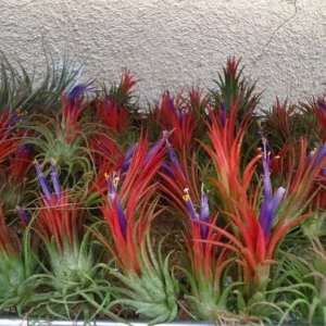 Tillandsia Ionantha Fuego Air Plant 1-2 inch - Blushing Red