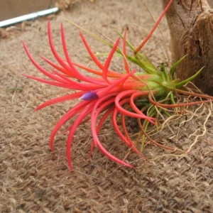 Tillandsia Ionantha Fuego Air Plant 1-2 inch - Blushing Red
