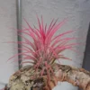 Tillandsia Ionantha Guatemala Air Plant - 2 Inch Vase Shape
