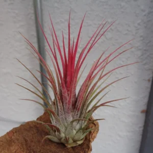 Tillandsia Ionantha Guatemala Air Plant - 2 Inch Vase Shape