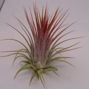Tillandsia Ionantha Guatemala Air Plant - 2 Inch Vase Shape