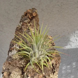 Tillandsia Ionantha Guatemala Air Plant - 2 Inch Vase Shape