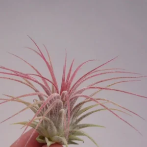 Tillandsia Ionantha Guatemala Air Plant - 2 Inch Vase Shape