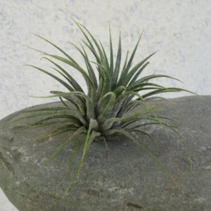 Tillandsia Ionantha Guatemala Air Plant - 2 Inch Vase Shape