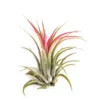 Tillandsia Ionantha Rubra Air Plant Small Size Indoor Office Decor