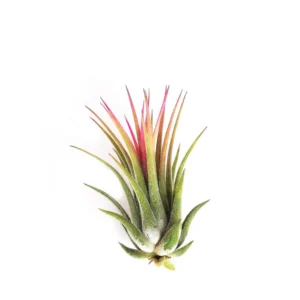 Tillandsia Ionantha Rubra Air Plant Small Size Indoor Office Decor