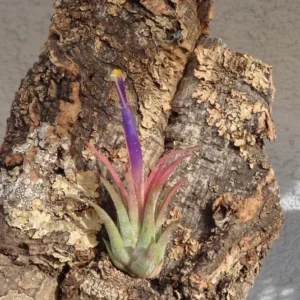 Tillandsia Ionantha Rubra Air Plant Small Size Indoor Office Decor