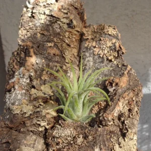 Tillandsia Ionantha Rubra Air Plant Small Size Indoor Office Decor