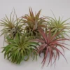 Tillandsia Ionantha Rubra Air Plants - 5 Pack - Assorted Colors & Forms - 2 Inch