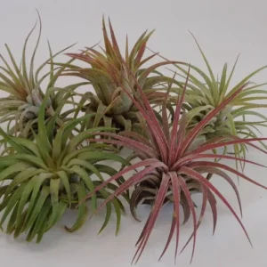 Tillandsia Ionantha Rubra Air Plants - 5 Pack - Assorted Colors & Forms - 2 Inch