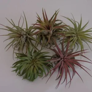 Tillandsia Ionantha Rubra Air Plants - 5 Pack - Assorted Colors & Forms - 2 Inch