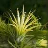 Tillandsia Ionantha Sumo White Rare Air Plant, 3-5 inch, Unique
