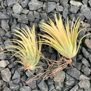 Tillandsia Ionantha Sumo White Rare Air Plant, 3-5 inch, Unique