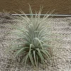 Tillandsia Ionantha Zebrina Air Plant 2-3 Inch - Fuzzy White Leaf Air Plant