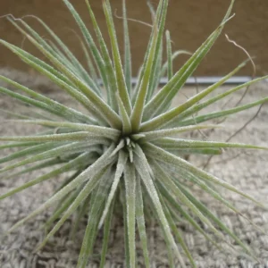 Tillandsia Ionantha Zebrina Air Plant 2-3 Inch - Fuzzy White Leaf Air Plant