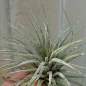 Tillandsia Ionantha Zebrina Air Plant 2-3 Inch - Fuzzy White Leaf Air Plant