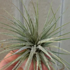 Tillandsia Ionantha Zebrina Air Plant 2-3 Inch - Fuzzy White Leaf Air Plant