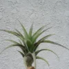 Tillandsia Roezlii Air Plant 6-9 inch Rare Variety