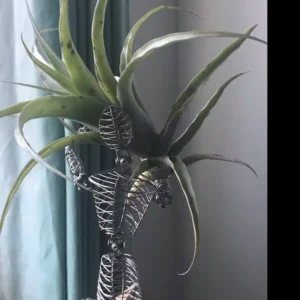 Tillandsia Roezlii Air Plant 6-9 inch Rare Variety