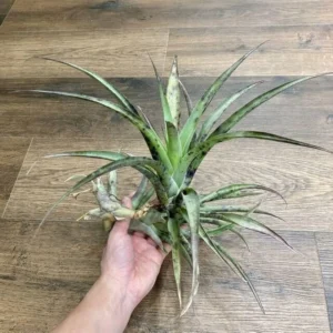 Tillandsia Roezlii Air Plant 6-9 inch Rare Variety
