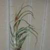 Tillandsia Seleriana x Bulbosa Rare Air Plant 4-6 inch Hybrid