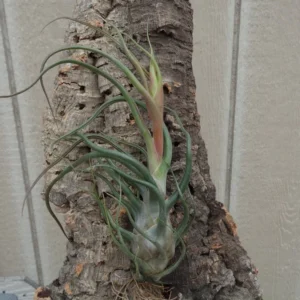 Tillandsia Seleriana x Bulbosa Rare Air Plant 4-6 inch Hybrid