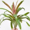 Tillandsia Somnians Air Plant - Rare Variety 8-12 inch - Green & Red