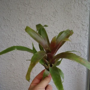 Tillandsia Somnians Air Plant - Rare Variety 8-12 inch - Green & Red