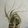Tillandsia Sphaerocephala Air Plant 4-6 Inch - Easy Care